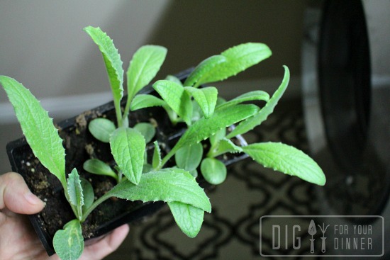 organic artichoke seedlings