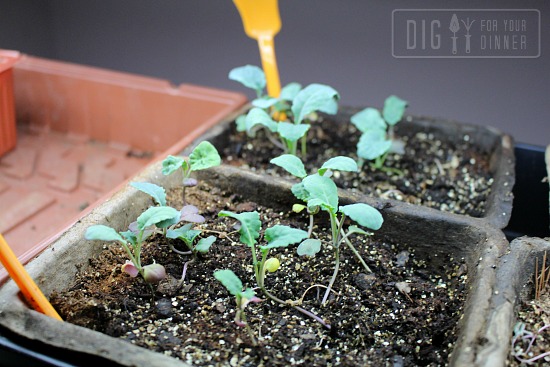 kale seedlings