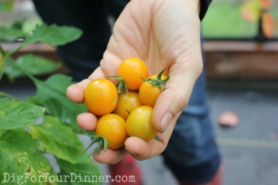 Giveaway – Enter to Win a Heirloom Tomato Seed Collection from Botanical Interests