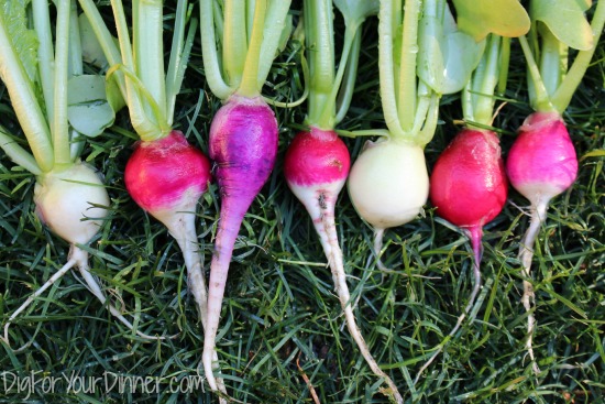 Planting Guide – Starting Radish from Seed