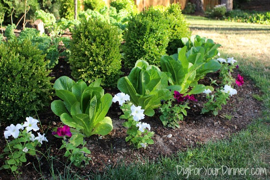 Garden Goals for the Week of July 13th, 2015