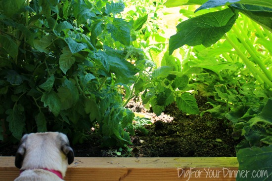 My Kitchen Garden – Today’s Harvest: Lettuce, Cauliflower and Squash