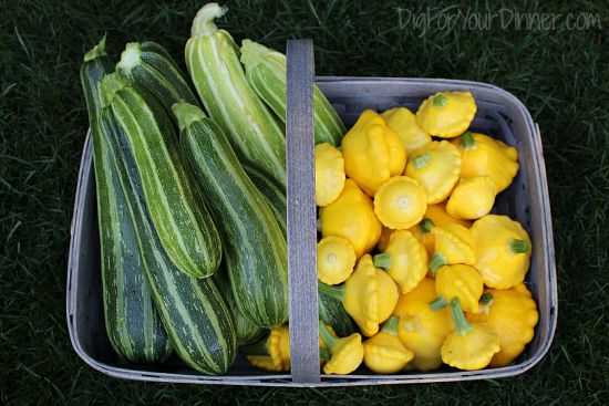 Planting Guide – Starting Zucchini from Seed