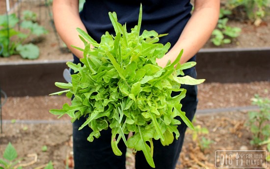 Planting Guide – Starting Lettuce from Seed