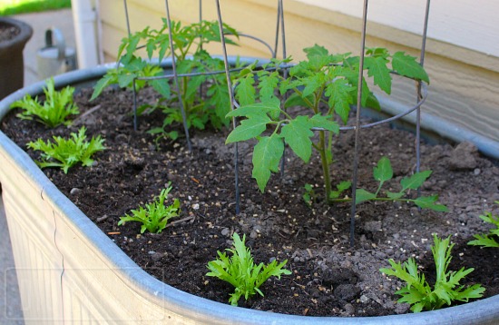 Heirloom Tomatoes, Sunbathing Beauties and the Next Round of Seeds