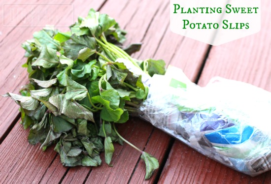 Planting Guide – Planting Sweet Potato Slips