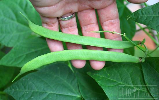 Planting Guide – Starting Green Beans from Seed