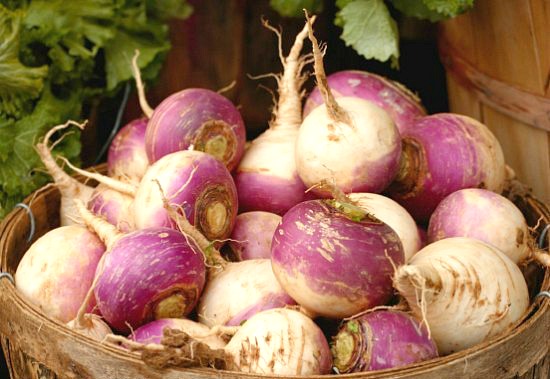 Planting Guide – Starting Turnips from Seed