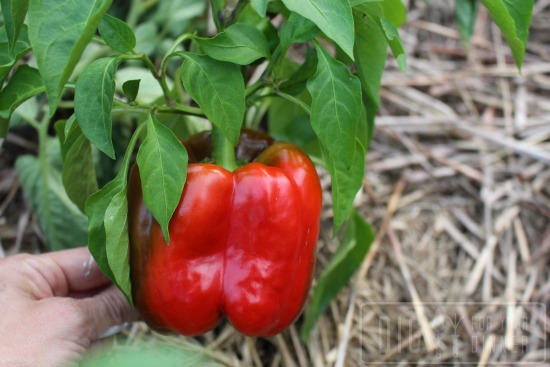 Planting Guide – Starting Peppers from Seed