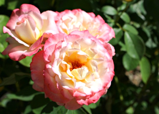 Reader Question: Spotted Roses