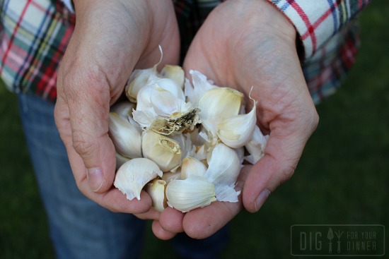 Planting Guide – How to Plant Garlic