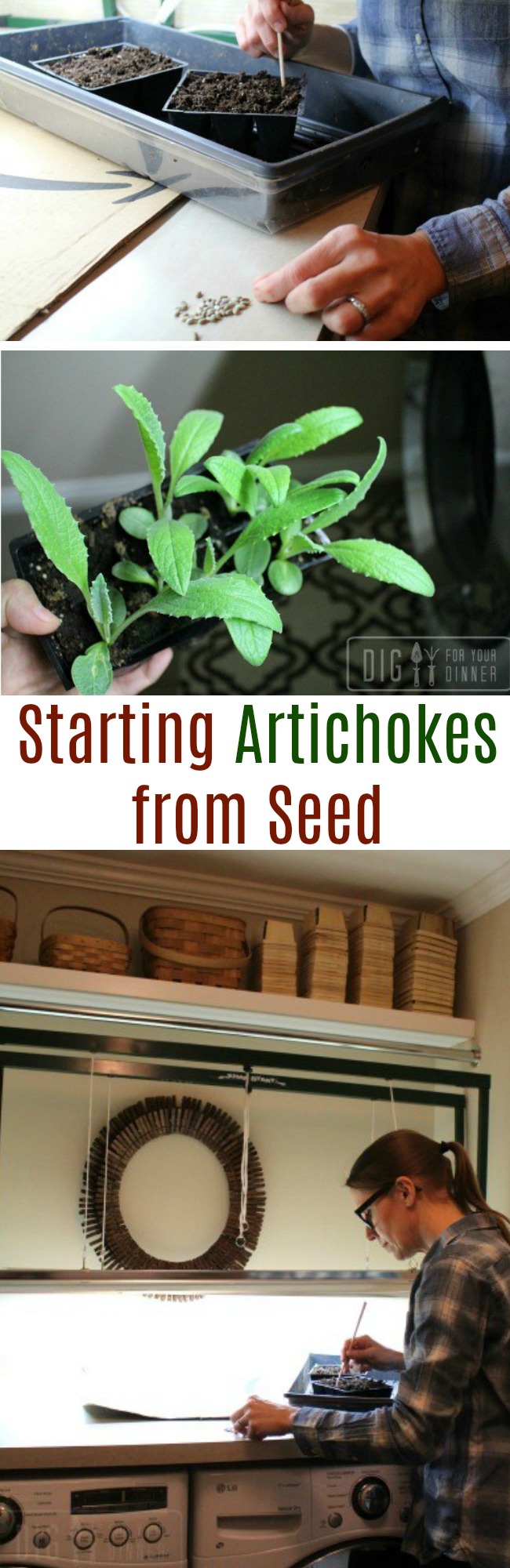 Planting Guide – Starting Artichokes from Seed