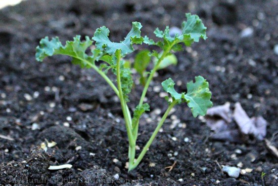 Planting Guide – Starting Kale from Seed